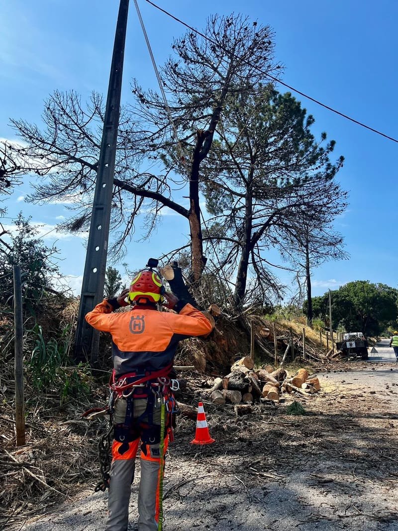 Abate de pinheiro seco junto a cabos elétricos