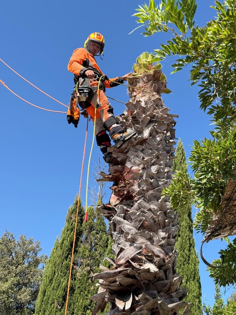 Arborista em escalada a limpar uma palmeira no Algarve