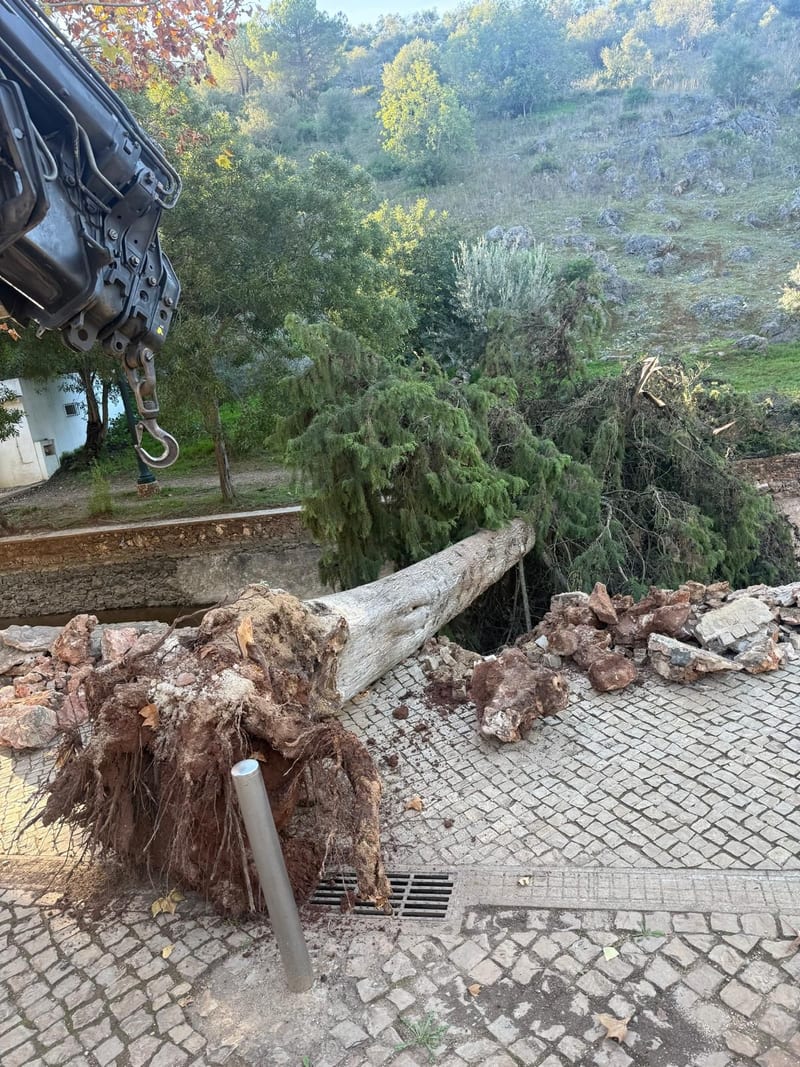 Árvore arrancada pela raiz, remoção urgente